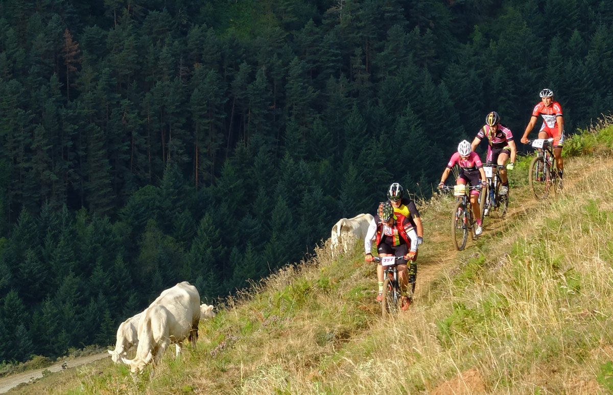 Bikers and cows