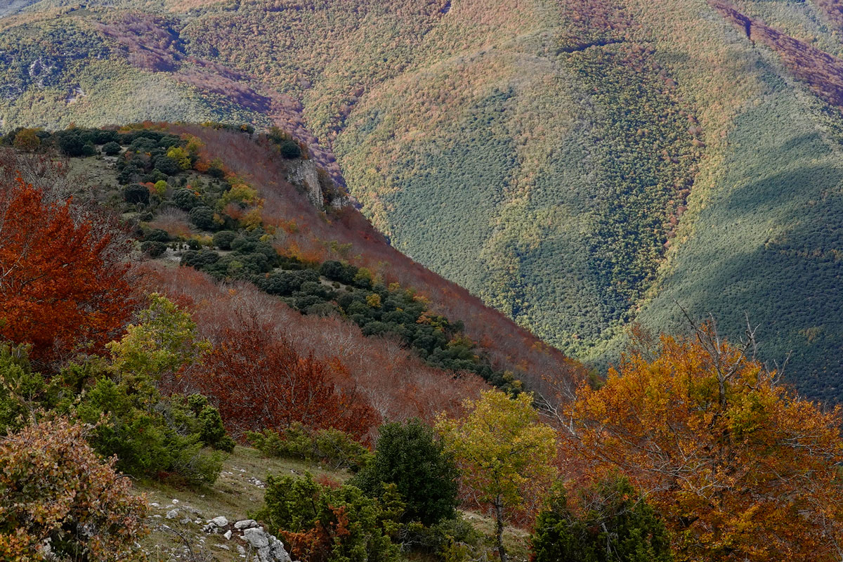 autumn colors